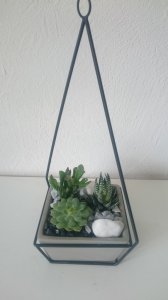 triangle-de-plantes